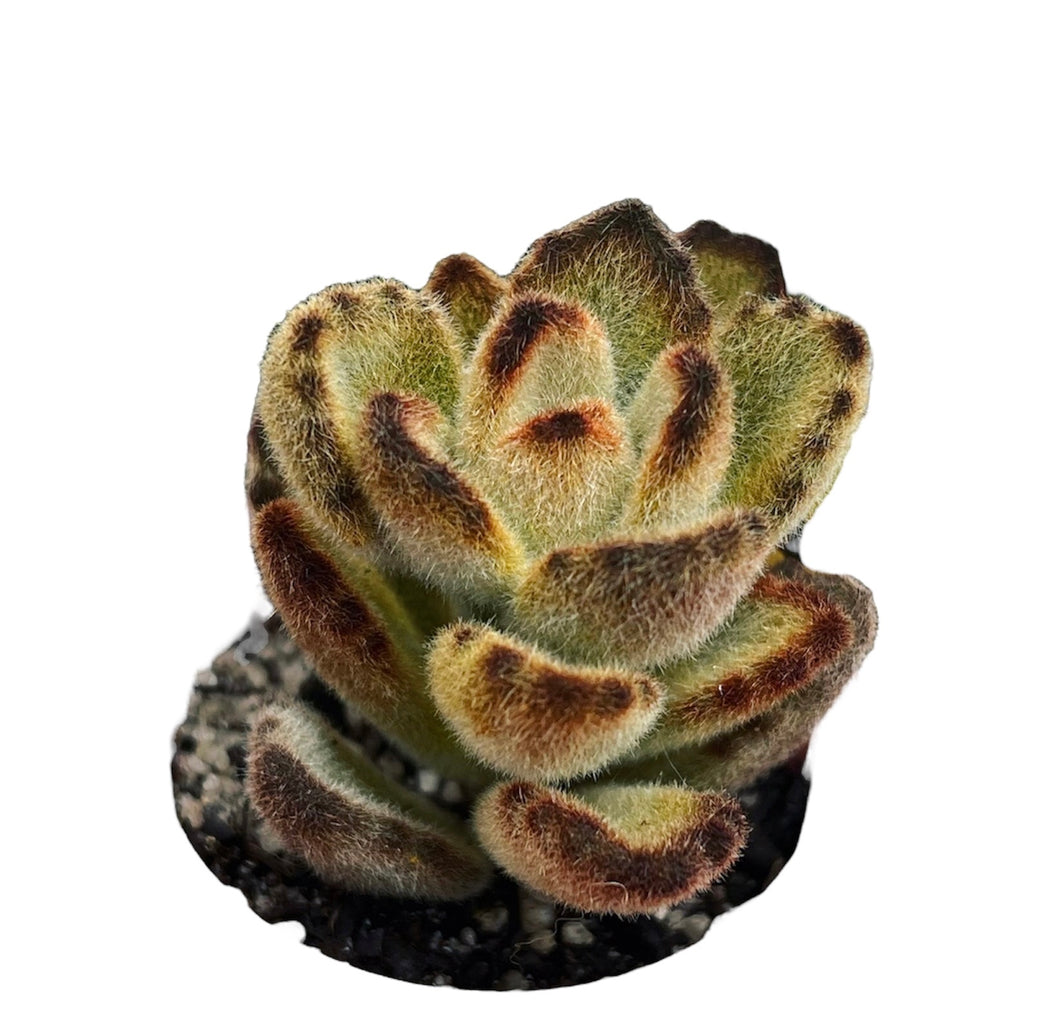 Kalanchoe tomentosa Teddy Bear