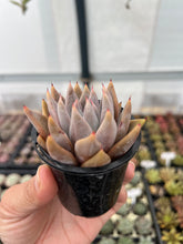 Load image into Gallery viewer, Echeveria hybrid
