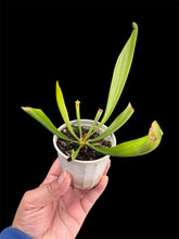 Load image into Gallery viewer, Sarracenia oreophila x psittacina Pitcher Plant hybrid
