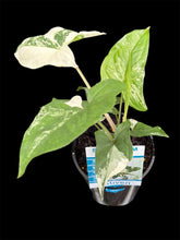 Load image into Gallery viewer, Syngonium Fantasy
