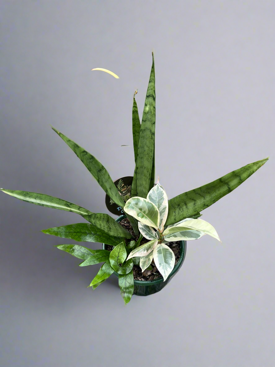 Indoor Foliage Triple Planted
