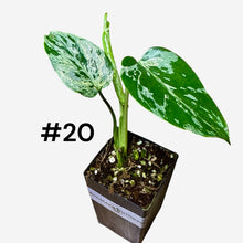Load image into Gallery viewer, Monstera Bulbasaur
