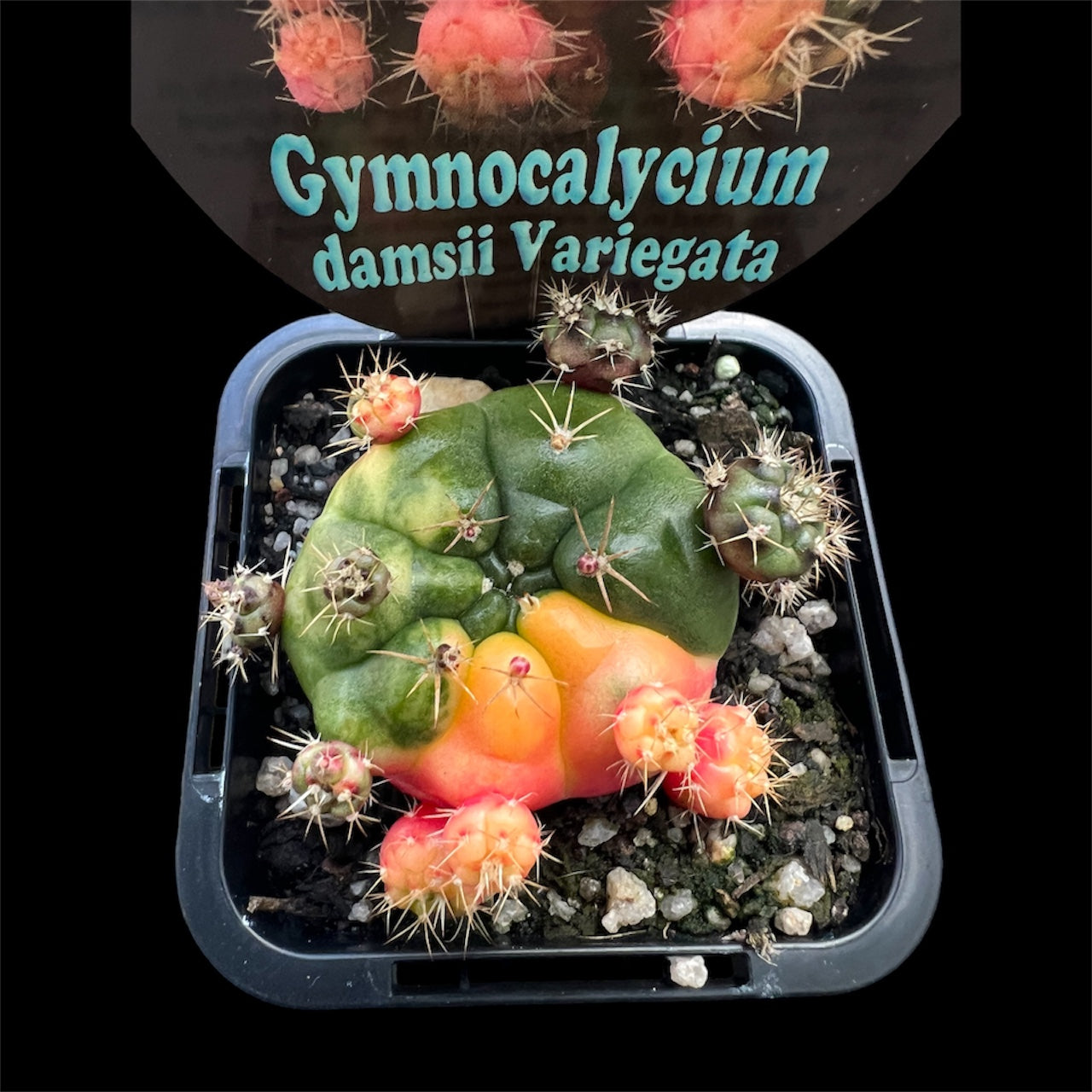 Gymnocalycium damsii variegated – Sugarloaf Greenery