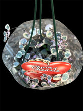 Load image into Gallery viewer, Ceropegia Chain of Hearts Variegated
