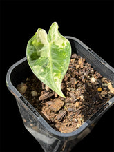 Load image into Gallery viewer, Alocasia Frydek Variegated
