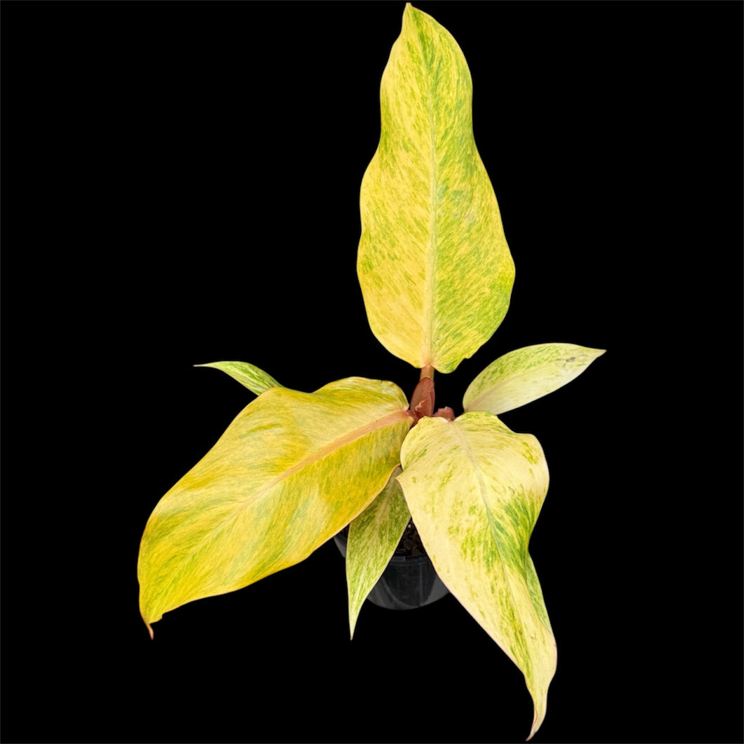 Philodendron erubescens Orange Marmalade