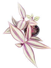 Load image into Gallery viewer, Tradescantia Zebrina
