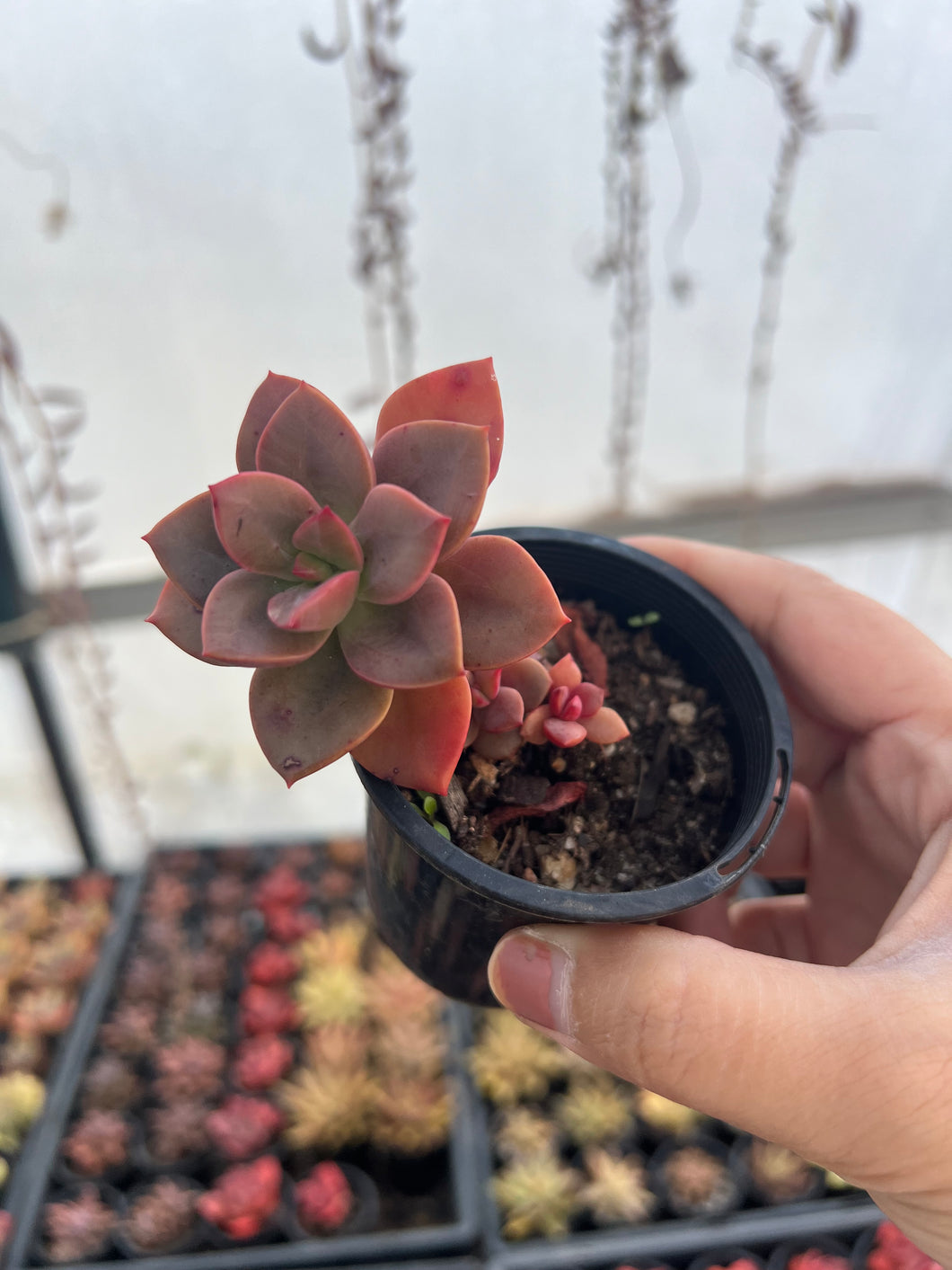 chroma succulent Echeveria Chroma – Sugarloaf Greenery