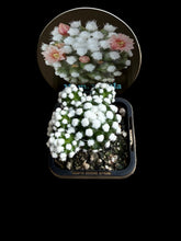 Load image into Gallery viewer, Mammillaria vetula cv Oruga -
