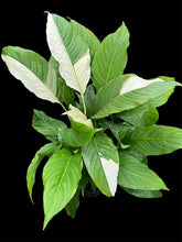 Load image into Gallery viewer, Spathiphyllum Peace Lily Picasso
