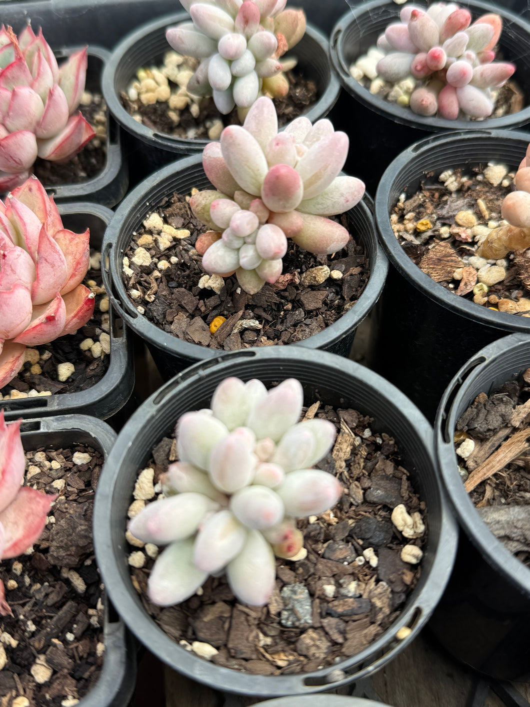 Pachyphytum Baby Fingers