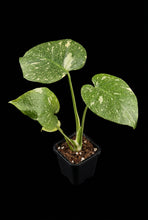 Load image into Gallery viewer, Monstera Thai Constellation
