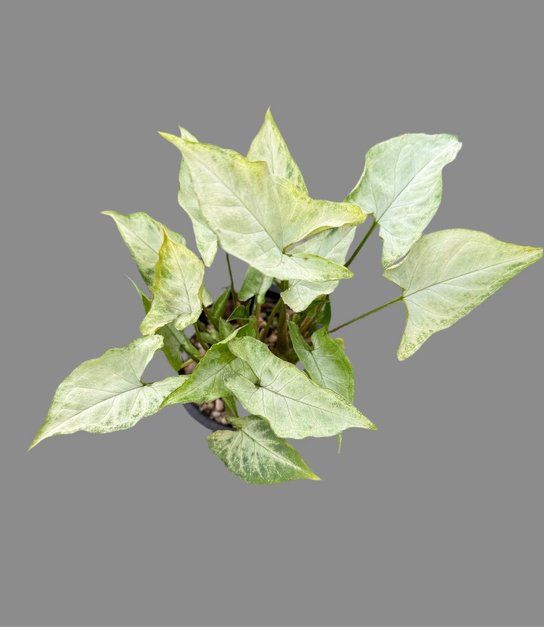 Syngonium podophyllum Elf