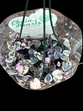 Load image into Gallery viewer, Ceropegia Chain of Hearts Variegated
