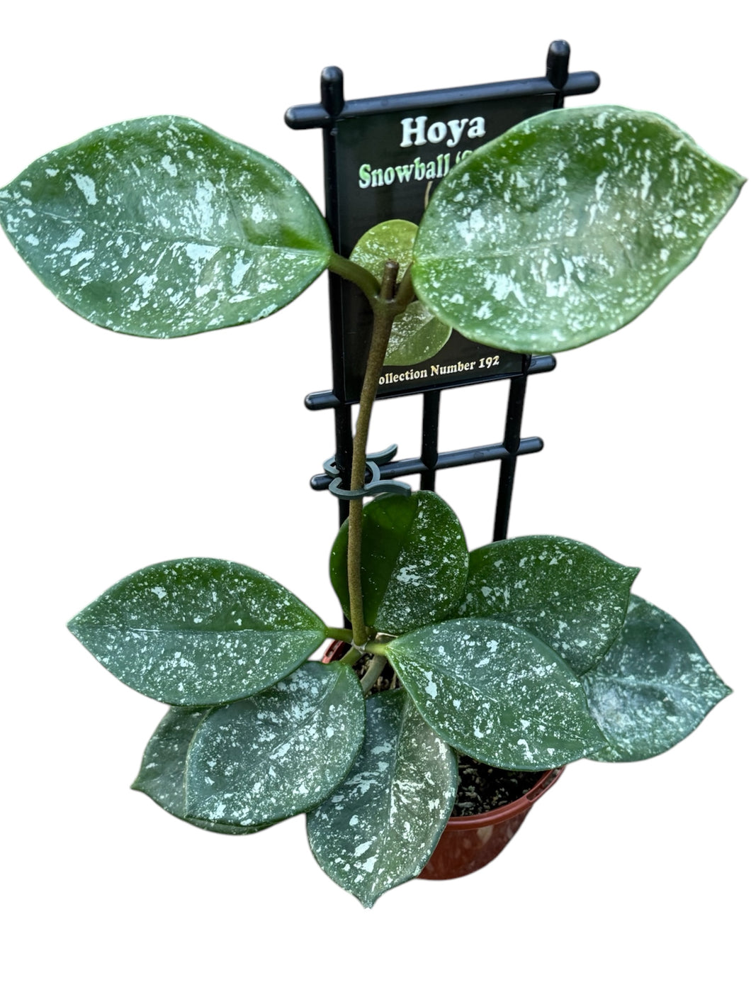 Hoya Snowball Splash