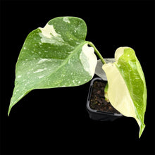 Load image into Gallery viewer, Monstera Thai Constellation High Variegation
