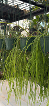 Load image into Gallery viewer, Rhipsalis campos-portoana Mistletoe Cactus
