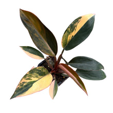 Load image into Gallery viewer, Philodendron Rojo Congo Variegated

