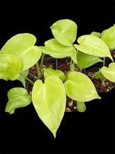 Load image into Gallery viewer, Monstera deliciosa Triple Yellow

