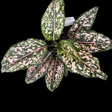 Load image into Gallery viewer, Aglaonema commutatum Pink Dalmation
