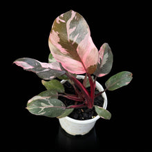 Load image into Gallery viewer, High Variegated Philodendron Pink Princess
