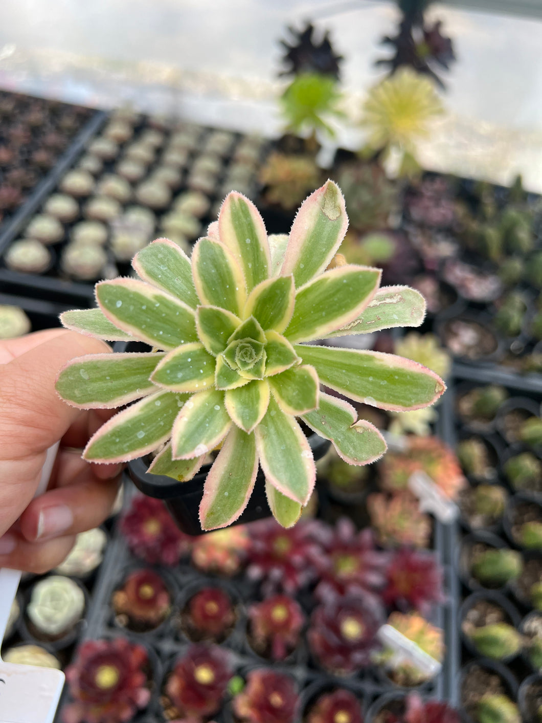 Aeonium arboreum cv variegata