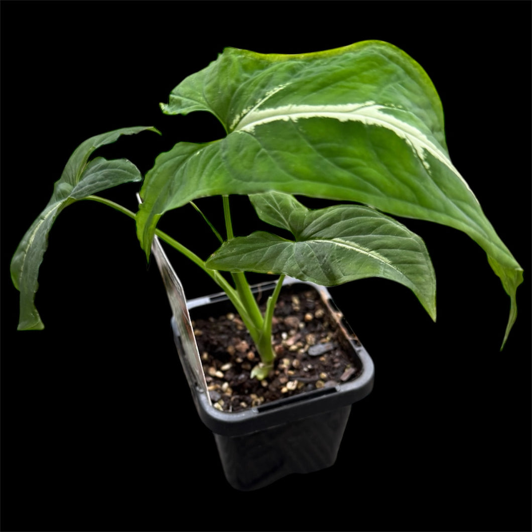 Syngonium wendlandii