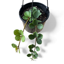 Load image into Gallery viewer, Peperomia Hope in Hanging Basket
