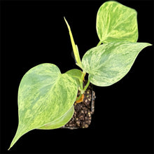 Load image into Gallery viewer, Philodendron hederaceum variegated
