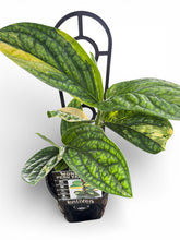 Load image into Gallery viewer, Monstera Karstenianum Peru Variegata
