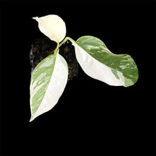 Load image into Gallery viewer, Epipremnum pinnatum Variegated
