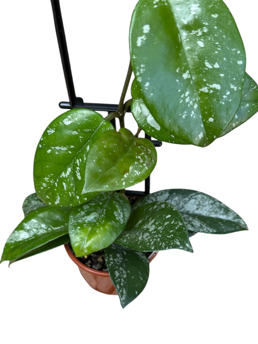 Hoya carnosa cv Freckles