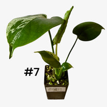 Load image into Gallery viewer, Monstera Bulbasaur
