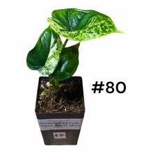 Load image into Gallery viewer, Alocasia baginda Dragon Scale Mint
