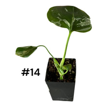 Load image into Gallery viewer, Monstera Bulbasaur
