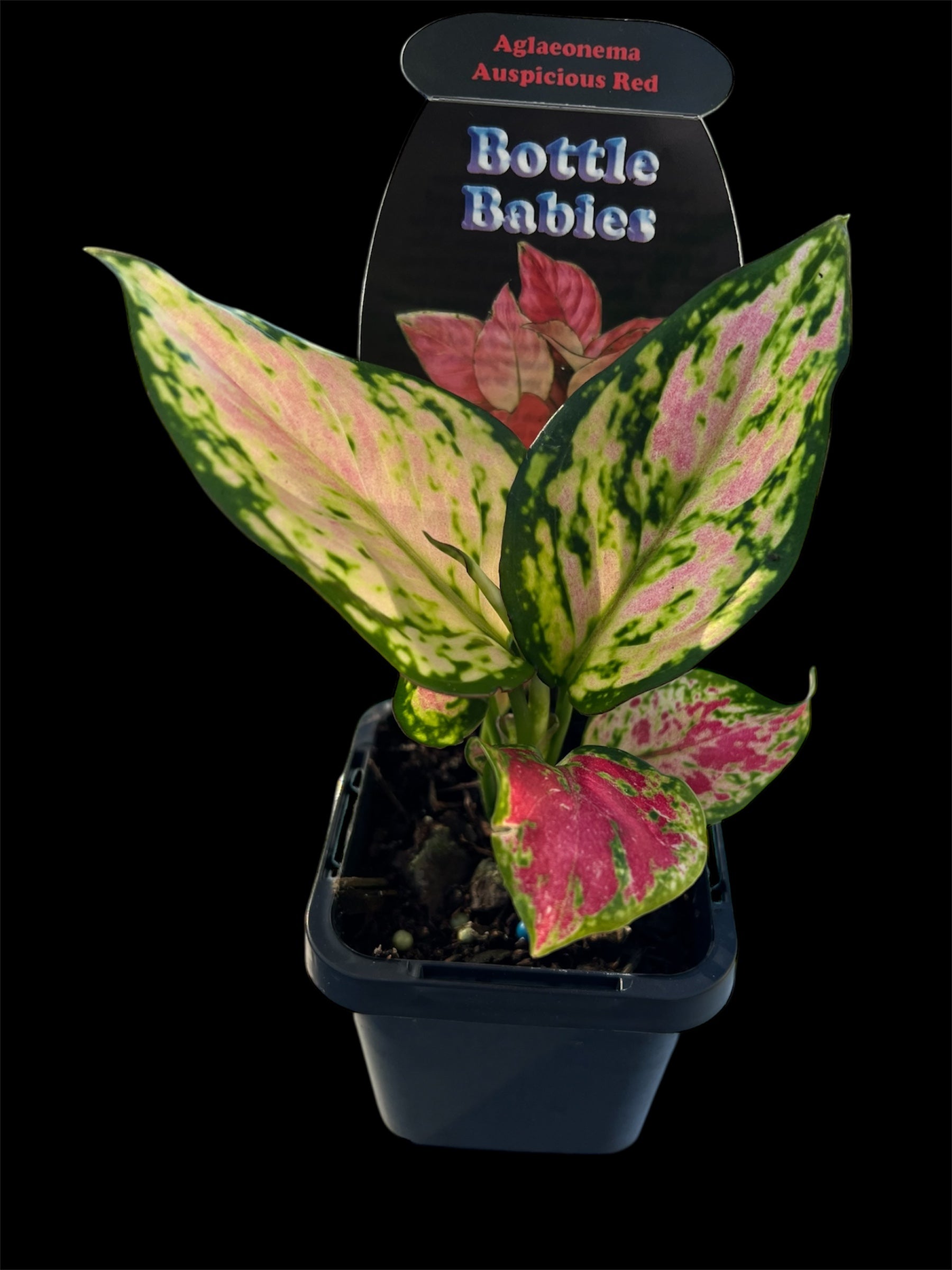 aglaonema auspicious red Aglaonema Auspicious Red – Sugarloaf Greenery