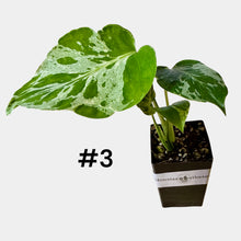 Load image into Gallery viewer, Monstera Bulbasaur
