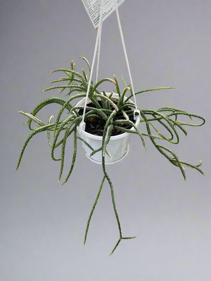 Rhipsalis horrida