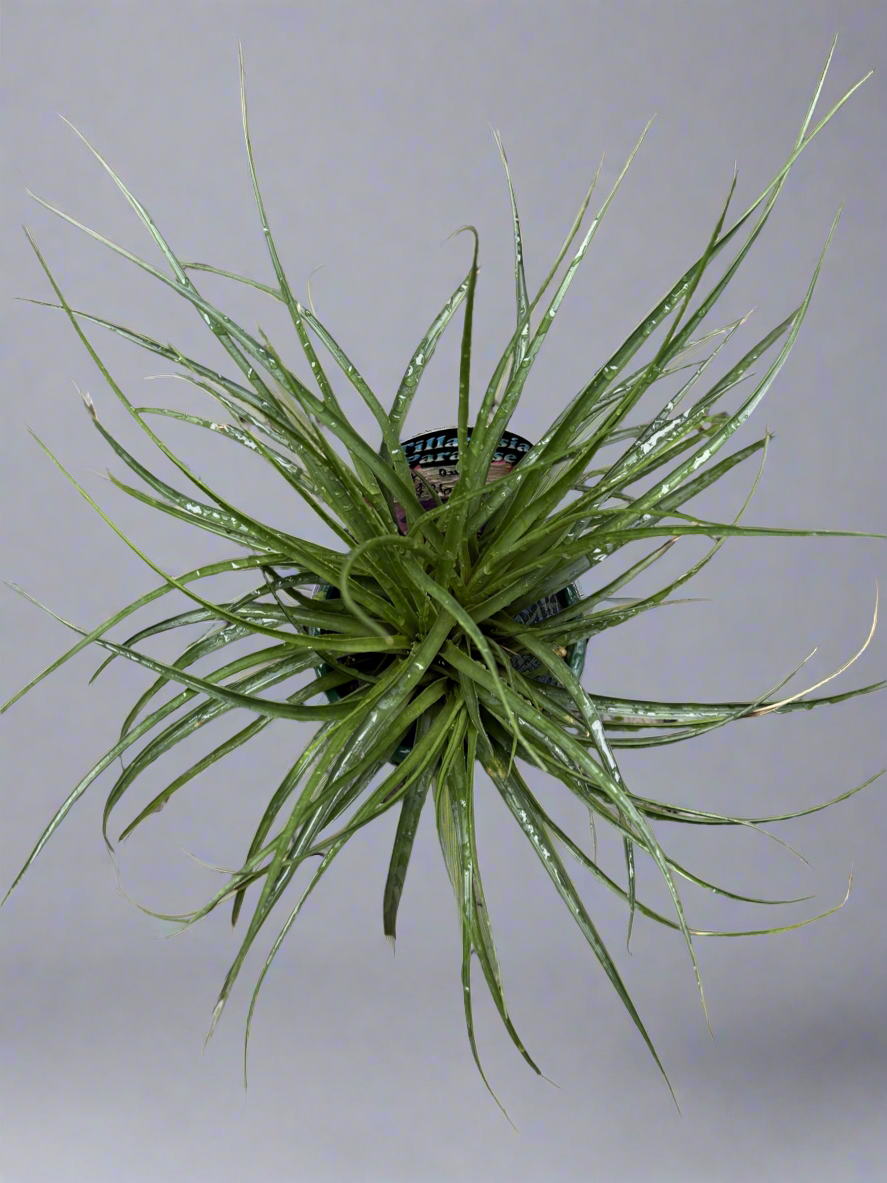 Tillandsia cyanea Pink Quill