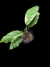 Load image into Gallery viewer, Spathiphyllum Picasso
