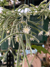 Load image into Gallery viewer, Rhipsalis pilocarpa
