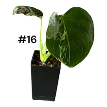 Load image into Gallery viewer, Monstera Bulbasaur
