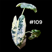 Load image into Gallery viewer, Alocasia micholitziana Frydek Variegated
