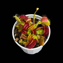 Load image into Gallery viewer, Venus Fly Trap
