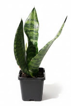 Load image into Gallery viewer, Sanseveria Superba
