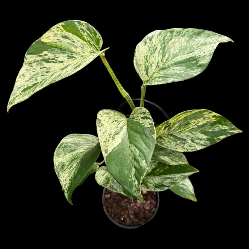 Epipremnum Marble Queen