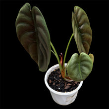 Load image into Gallery viewer, Alocasia cuprea Red Secret
