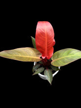 Load image into Gallery viewer, Philodendron Sun Red

