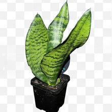 Load image into Gallery viewer, Sanseveria Superba
