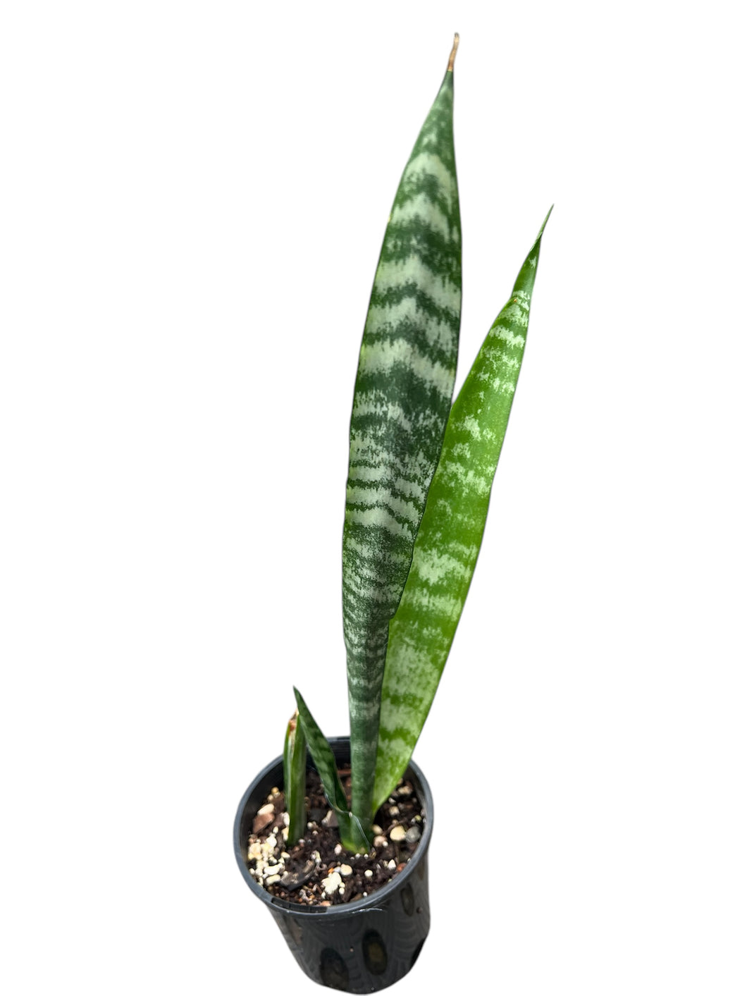Sanseveria robusta